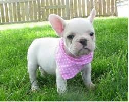 Adorable Französisch Bulldog für Adoption
