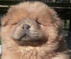 chow-chows