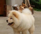 chow chow welpen farbe creme
