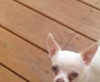 3 Süße Chihuahua Welpen suchen ab der 10 Wo