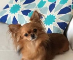 Chihuahua -Welpen aus seriöser Zucht   