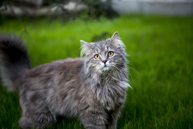 Maine Coon-Züchter Schweiz