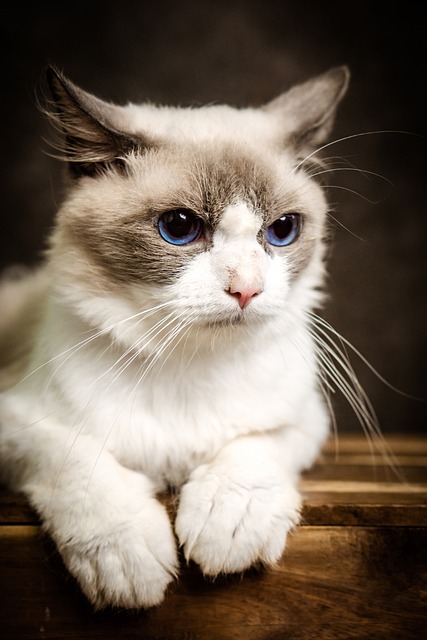 Ragdoll Kaufen Schweiz